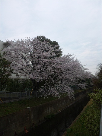 今年の桜その3