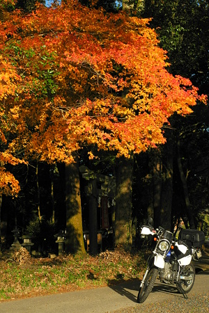 御栗栖神社の紅葉・1