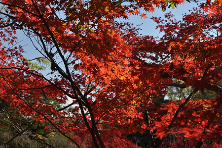 亀山公園の紅葉・13