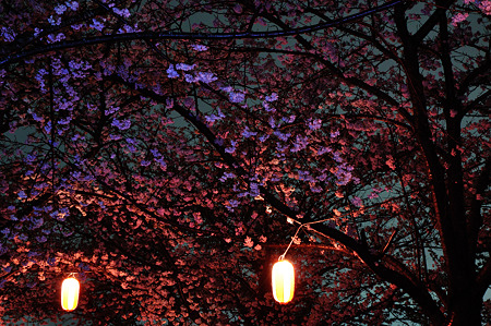 自力ライトアップで桜撮影・1