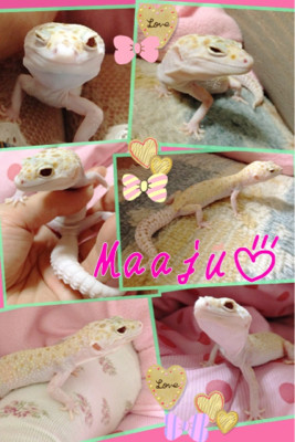 春痩せまぁじゅ