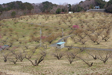 120226豊岡梅園01