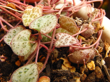 R0010830