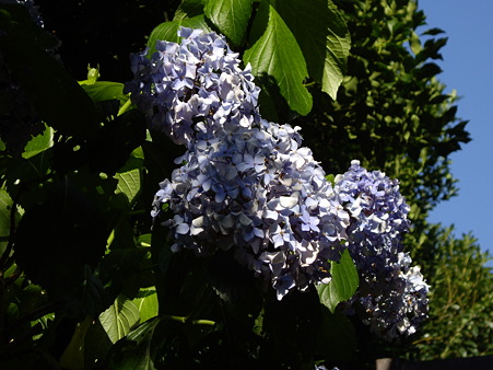 うなだれた紫陽花