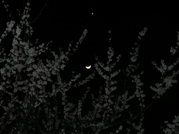 Photos: 梅とお月様
