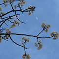 昼間の半月とハルウララの桜。