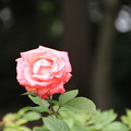 Photos: 平和公園・薔薇01-12.07.09